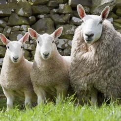 Cheviot Top Bump 5 Cheviot Top Bump -BEKA Store FA 610b 13022.1696518022