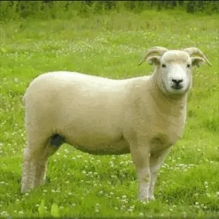 2022 Conservation Breed Fiber Bundle 7 2022 Conservation Breed Fiber Bundle -BEKA Store FA 738 30681.1689953859