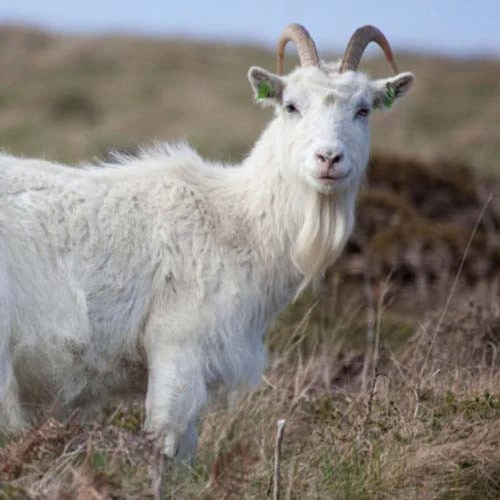 Cashmere Down 2 Cashmere Down - Image 2