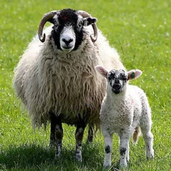 2023 Conservation Breed Fiber Bundle -BEKA Store FA SWALEb 83953.1696868511