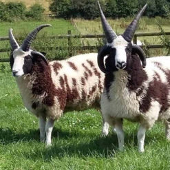 2023 Conservation Breed Fiber Bundle -BEKA Store Jacob Sheep 68969.1696868494