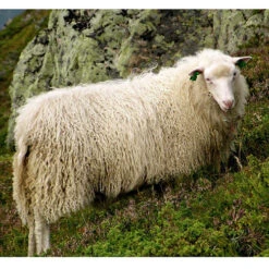 Rauma Ryegarn Norwegian Rug Yarn -BEKA Store Spaelsau Sheep 25752.1566753192