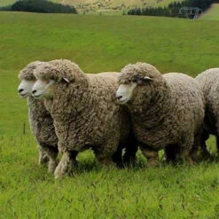 White Corriedale Top Bump -BEKA Store corriedale 2 50340.1696519854