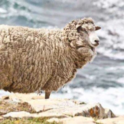 Falkland Top Bump 5 Falkland Top Bump -BEKA Store falklands sheep 80516.1696519400