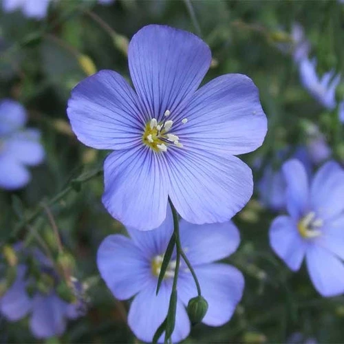 Bleached Flax Top 2 Bleached Flax Top - Image 2