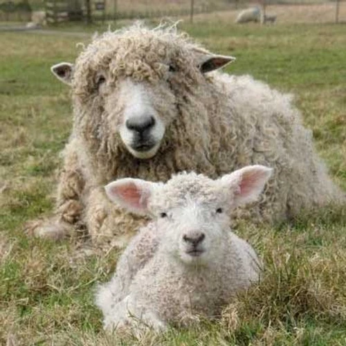 Lincoln Top 2 Lincoln Top - Image 2