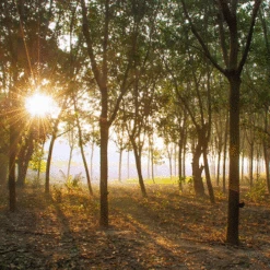 Saddle Seat Stool -BEKA Store rubber plantation 00883.1543861201